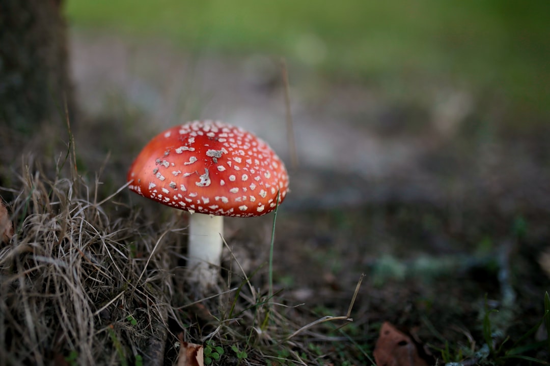 Photo fungus, Pokemon