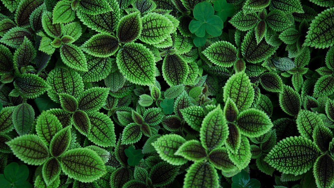 Photo Plant-based diet
