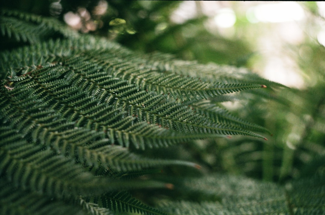 Photo Herbivore Botanicals